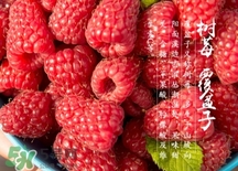 刺泡是山莓嗎？刺泡和山莓的區(qū)別
