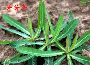 苦苦菜怎么腌制？怎樣腌制苦苦菜？