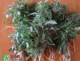 苦菜根能吃嗎？苦菜根的功效與作用
