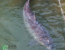 端午節(jié)好釣魚嗎?？端午節(jié)可以釣魚嗎？