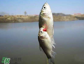 端午節(jié)好釣魚嗎?？端午節(jié)可以釣魚嗎？