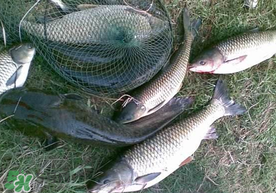 端午節(jié)好釣魚嗎?？端午節(jié)可以釣魚嗎？
