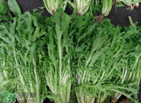苦菜和羊肉能一起吃嗎？苦菜能和羊肉一起吃嗎？