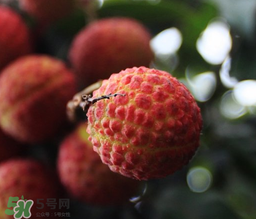 荔枝一天吃多少合適？荔枝一天最多吃幾個(gè)？