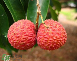荔枝一天吃多少合適？荔枝一天最多吃幾個(gè)？