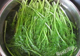 茴香菜是什么菜？茴香菜是香菜嗎