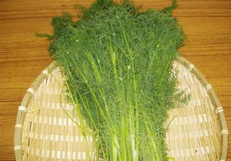 茴香菜什么時(shí)候種？茴香菜什么季節(jié)吃