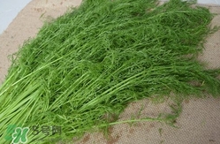 茴香菜什么時候種？茴香菜什么季節(jié)吃