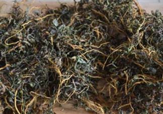 苦菜可以曬干嗎？苦菜怎么曬干？