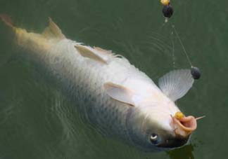 端午節(jié)好釣魚嗎?？端午節(jié)可以釣魚嗎？