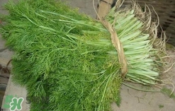茴香菜是酸性還是堿性？什么人不能吃茴香菜