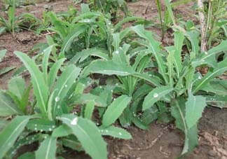 苦菜多少錢一斤？苦菜多少錢一斤2017？