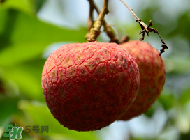 掛綠荔枝為什么那么貴？為什么掛綠荔枝這么貴？