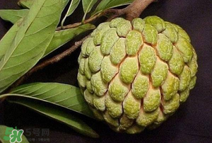 釋迦果怎樣催熟？釋迦果怎么判斷熟沒熟？