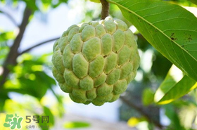 釋迦果怎么保存？釋迦怎么保存時(shí)間長(zhǎng)？