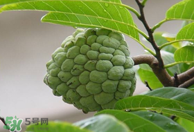 釋迦果怎么保存？釋迦怎么保存時(shí)間長(zhǎng)？