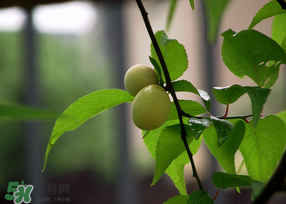 哪些人不能吃青梅？青梅的禁忌