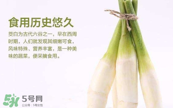 茭白是筍嗎？茭白是高筍嗎