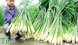 茭白什么時(shí)候上市？茭白什么季節(jié)有