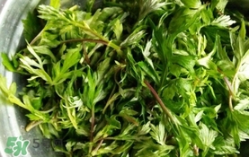 艾葉是什么植物？艾葉和艾草是一回事嗎？