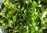 艾葉是什么植物？艾葉和艾草是一回事嗎？