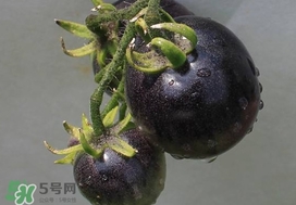 黑番茄能生吃嗎？黑番茄可以生吃嗎