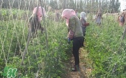 黑番茄怎么種植？黑番茄種植技術(shù)