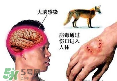 狂犬病是通過(guò)什么傳播的？狂犬病傳播途徑有哪些