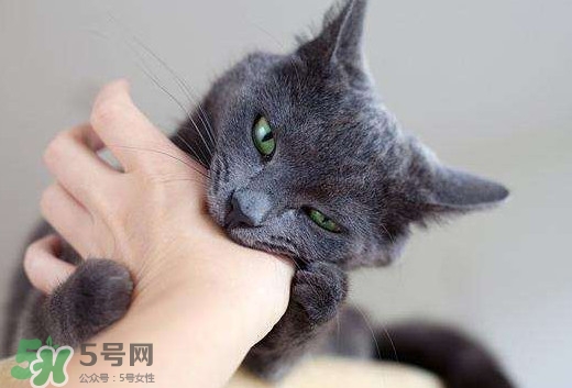 被貓抓傷會得狂犬病嗎？被貓咬了會得狂犬病嗎