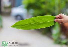 粽葉有幾種？粽葉哪種好？