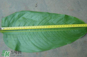 粽子葉要泡多久？粽子葉怎么泡？
