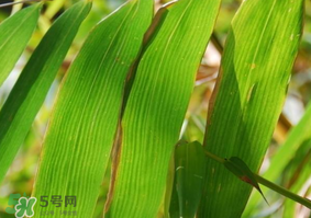 粽子葉要泡多久？粽子葉怎么泡？