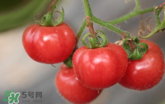 西紅柿能和土豆一起吃嗎？土豆可以和西紅柿一起吃嗎