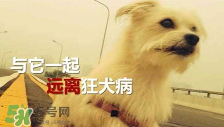 狂犬病能治好嗎？狂犬病的早期癥狀