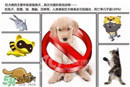 狂犬病是通過(guò)什么傳播的？狂犬病傳播途徑有哪些