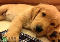 狂犬病是通過(guò)什么傳播的？狂犬病傳播途徑有哪些