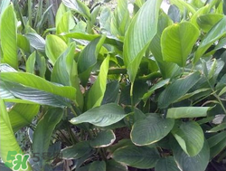 粽子葉能冷凍嗎？粽子葉放冰箱冷藏還是冷凍？
