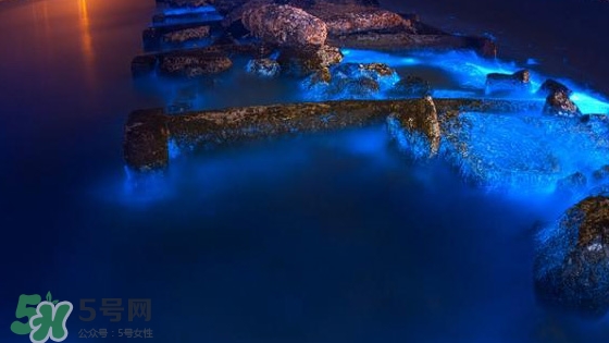 浙江多地驚現(xiàn)藍(lán)眼淚現(xiàn)象 藍(lán)眼淚是什么？
