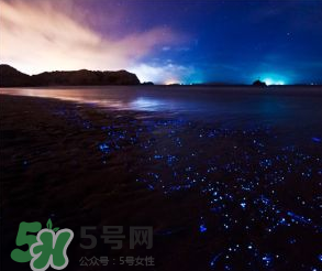 浙江多地驚現(xiàn)藍(lán)眼淚現(xiàn)象 藍(lán)眼淚是什么？