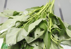 空心菜可以放冰箱嗎？空心菜能在冰箱放幾天