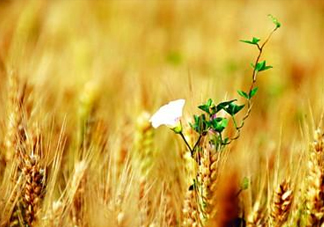 2017年芒種是幾月幾日？芒種是什么意思