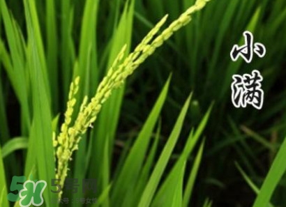 節(jié)氣小滿大滿是什么意思？24節(jié)氣為什么沒有大滿
