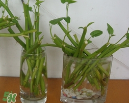 空心菜可以水養(yǎng)嗎？空心菜可以種在水里嗎