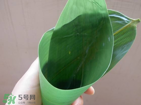 粽葉是什么植物的葉子？粽子葉是什么葉子？