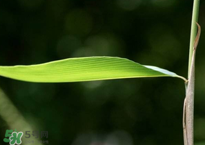 箬葉和粽葉有什么區(qū)別？箬葉是粽葉嗎？