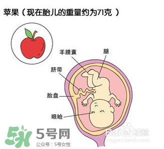 懷孕四個月需要做什么檢查？懷孕四個月胎兒圖
