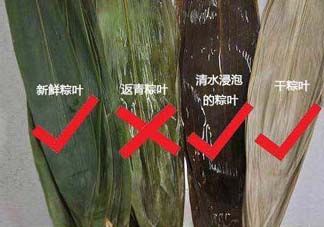 粽葉怎么曬干？粽葉怎么曬干不卷？