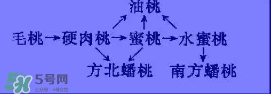 沒有毛的桃子叫什么？桃子毛為什么會癢？