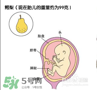 懷孕四個月需要做什么檢查？懷孕四個月胎兒圖