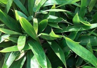 粽葉是什么植物的葉子？粽子葉是什么葉子？